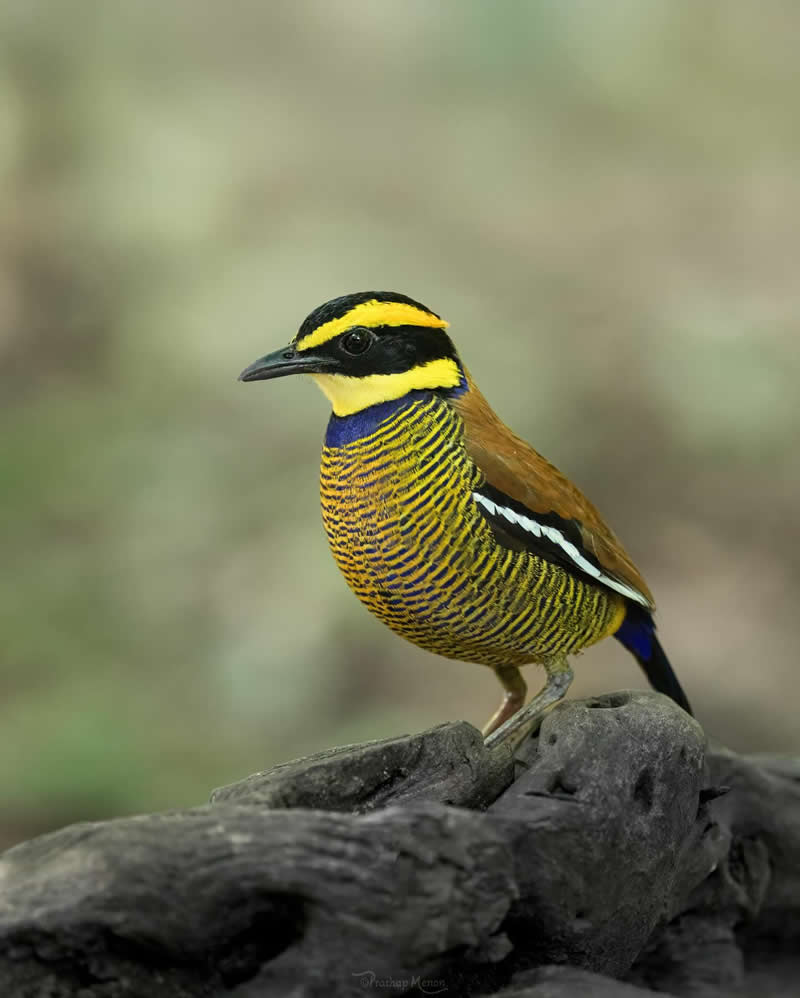 Javan banded pitta (male). Species of bird in the family Pittidae. Endemic to Java and Bali - Enchanting Bird Photography by Prathap Menon