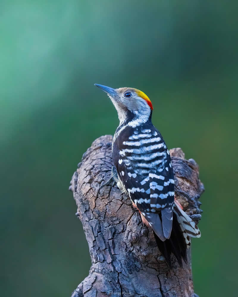 With the first light of day, the Brown-fronted Woodpecker stares at the sky, probably wondering if it’s too early for a snack - Enchanting Bird Photography by Prathap Menon