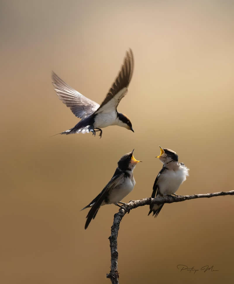 A mother’s love shines bright as she returns with food, her little ones waiting eagerly in the glow of the sun - Enchanting Bird Photography by Prathap Menon