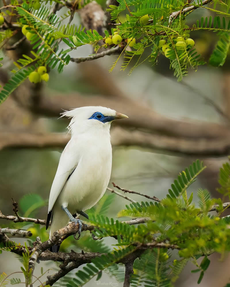 When you’re rare, endangered, and know it—serious business only for this Bali Starling! The Bali myna (Leucopsar rothschildi), also known as Rothschild’s mynah, Bali starling, or Bali mynah, locally known as jalak Bali - Enchanting Bird Photography by Prathap Menon