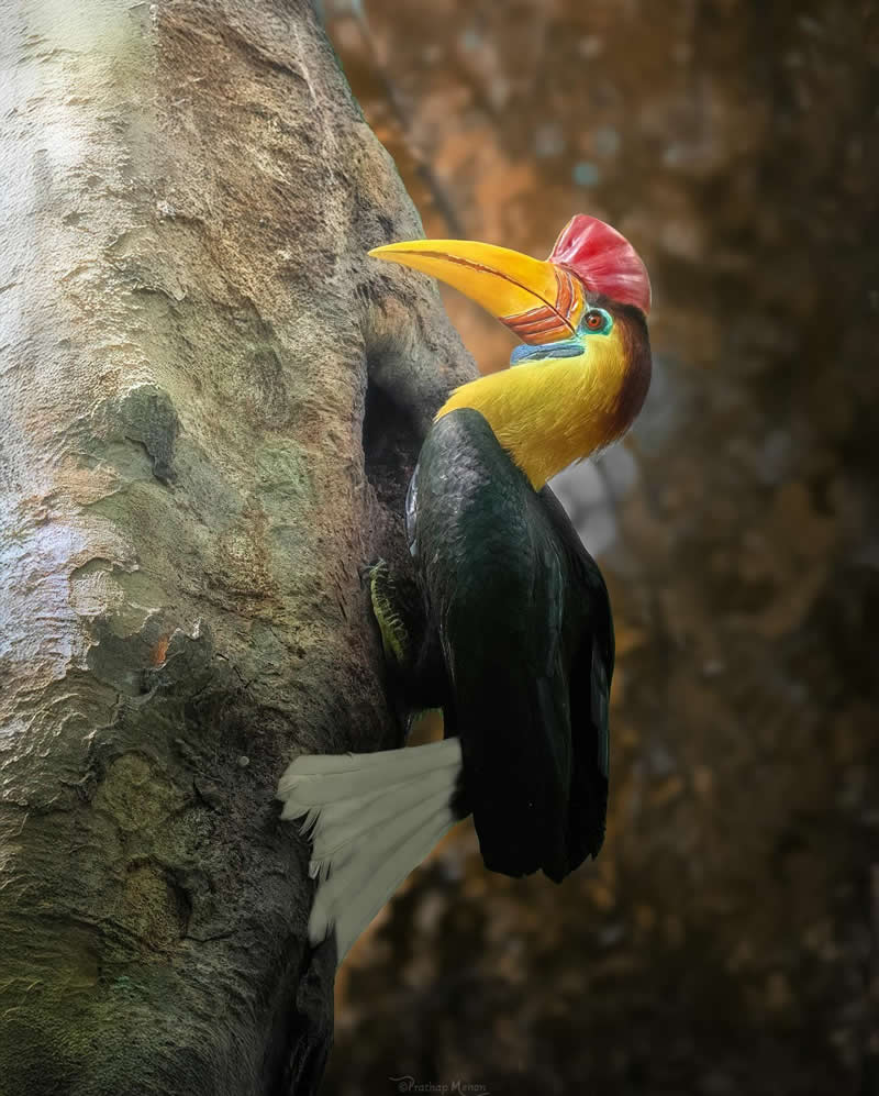 Painted in hues of sunlit gold and crimson, the knobbed hornbill makes a picture-perfect pause against the tree nesting canvas, a living brushstroke in the heart of Sulawesi’s wilderness - Enchanting Bird Photography by Prathap Menon