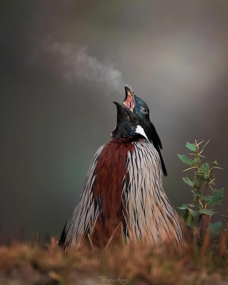 Fog swirling from its beak, a Koklass pheasant presents a winter morning wonder - Enchanting Bird Photography by Prathap Menon