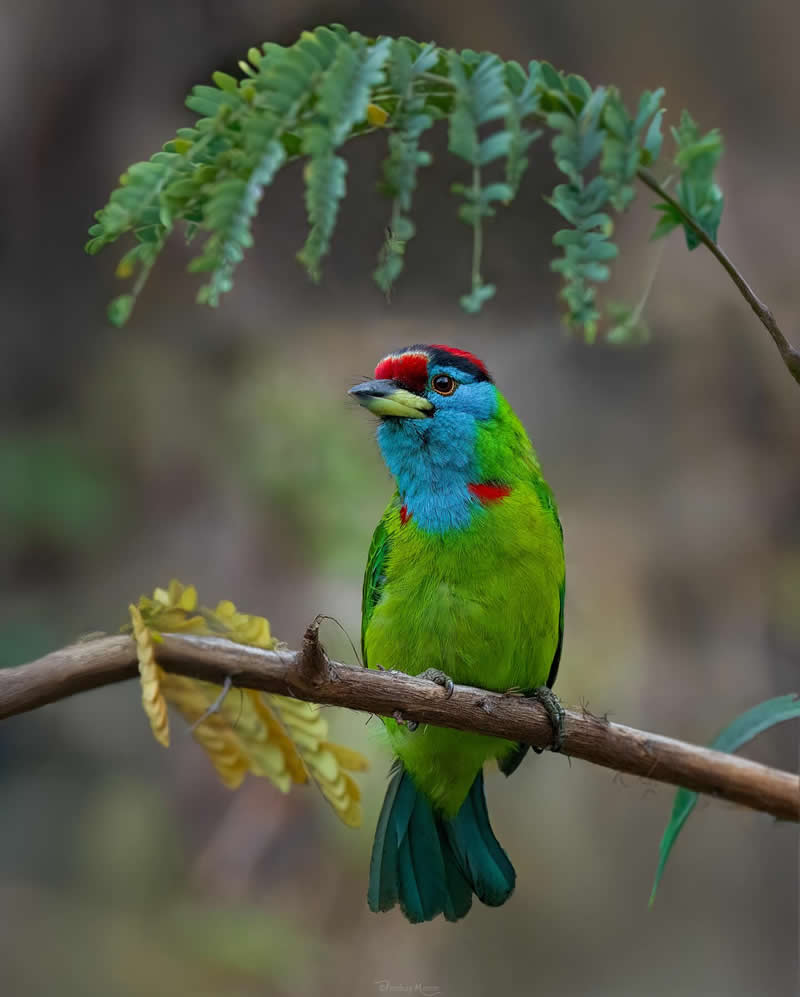 Blue-throated barbet - Amidst the shadows, a burst of vibrant green — a pretty barbet resting in the tranquil shade - Enchanting Bird Photography by Prathap Menon