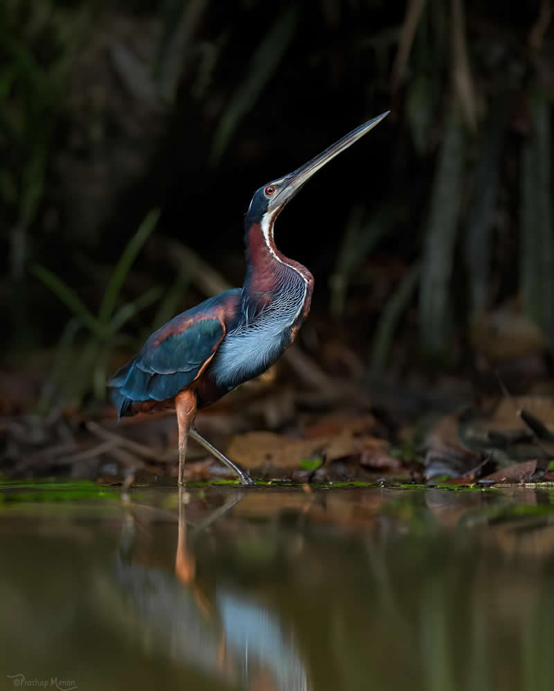 Agami Heron - As the dawn gently breaks over the still waters,here is the rare sight of an agami heron - one leg poised, immersed in deep meditation - Enchanting Bird Photography by Prathap Menon