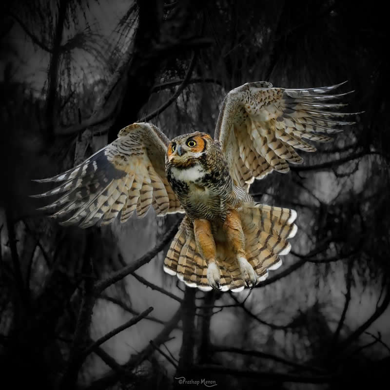 From shadows to the glow of twilight- here is the Great horned owl’s flight to the edge of the evening sky - Enchanting Bird Photography by Prathap Menon