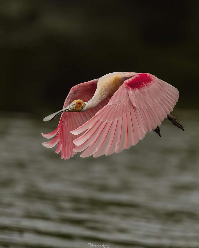 Dashing through the stream’s stillness, this Roseate Spoonbill scatters a pink radiance across the grey water canvas - Enchanting Bird Photography by Prathap Menon