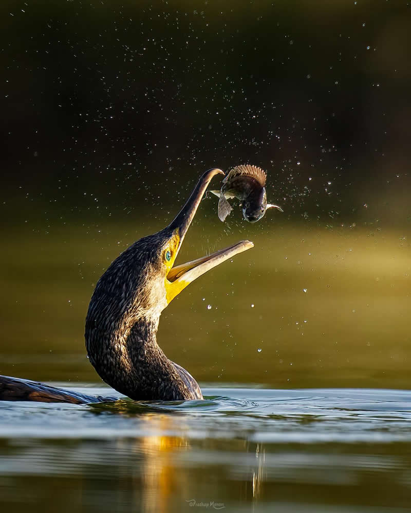 When someone is not satisfied with simple fish catching and eating, he would like to be a bit playful,by adding a touch of whimsy to his routine affair - Enchanting Bird Photography by Prathap Menon