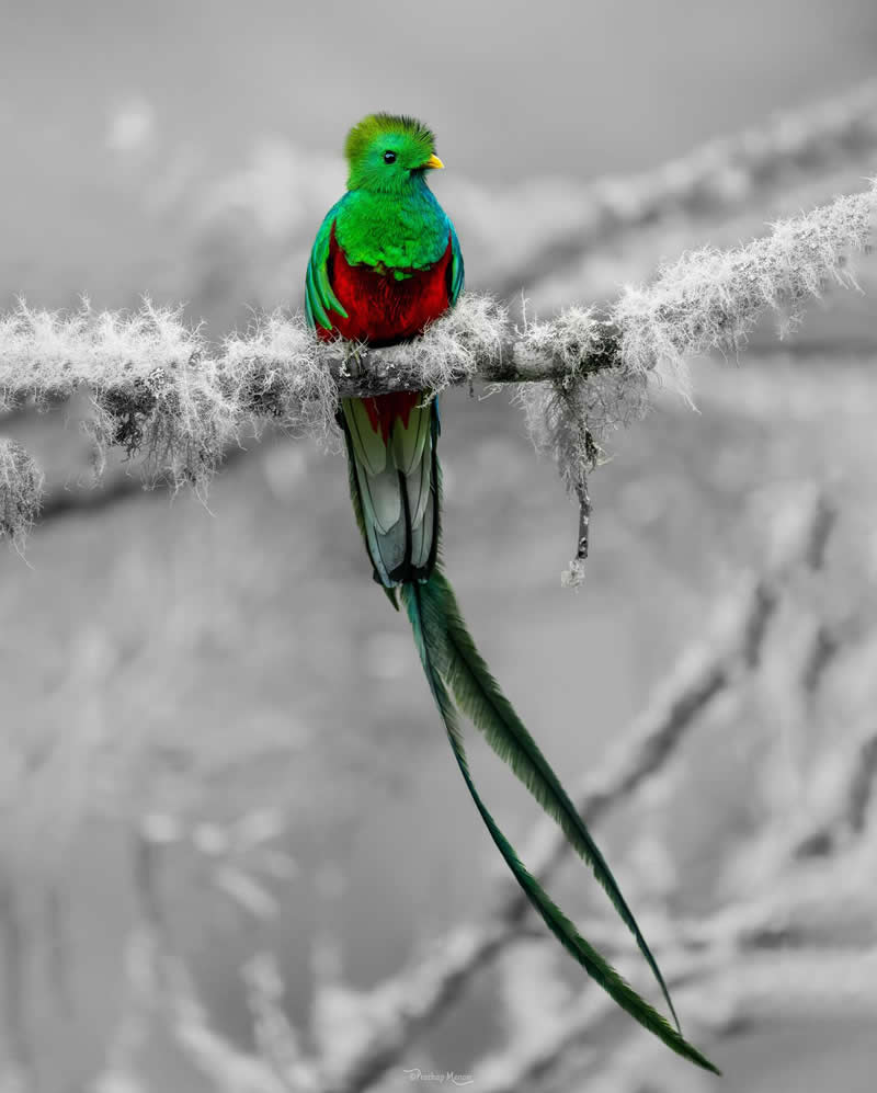 Here is a gem captured from the highlands of Costa Rica! - Resplendent Quetzal - Enchanting Bird Photography by Prathap Menon