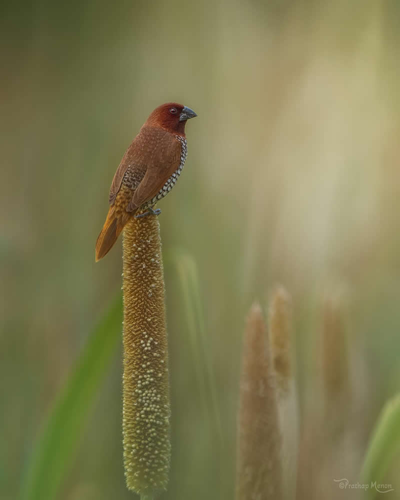 Scaly-breasted munia - Here is a tiny muniya enjoying the beautiful morning amidst the golden millet stalks. - Enchanting Bird Photography by Prathap Menon