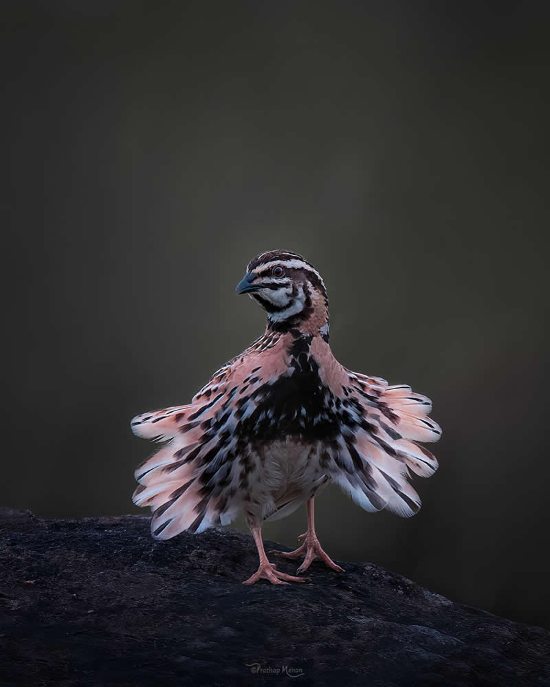 The rain quail or black-breasted quail (Coturnix coromandelica) is a species of quail found in the Indian Sub-continent and South-east Asia; its range including Pakistan, India, Nepal, Sri Lanka, Bangladesh, Myanmar, Thailand, Cambodia and Vietnam - Enchanting Bird Photography by Prathap Menon