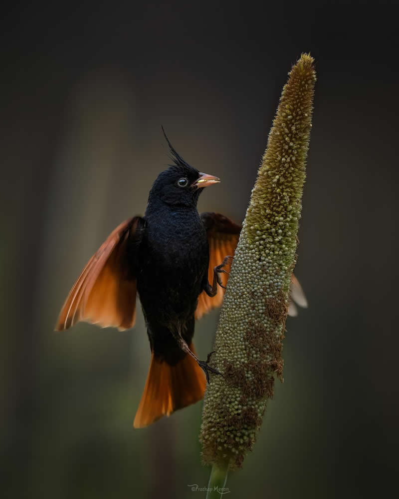 The Crested bunting on its favorite pearl millet cob in the soft morning light. Crested bunting (Emberiza lathami) is a species of bird in the family Emberizidae - Enchanting Bird Photography by Prathap Menon