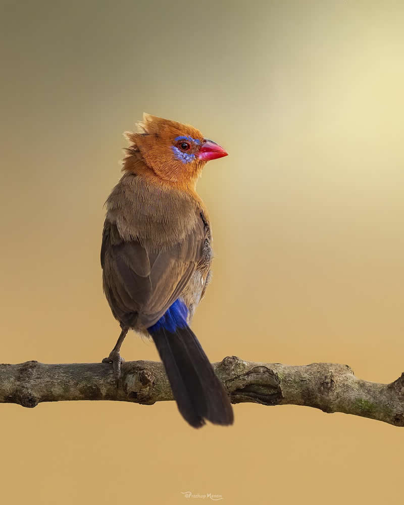 Basking in the embrace of a warm, sunlit day, a regal purple grenadier commands attention with its majestic plumage, exuding an air of elegance and grandeur. The purple grenadier (Granatina ianthinogaster) is a species of estrildid finch found in eastern Africa - Enchanting Bird Photography by Prathap Menon