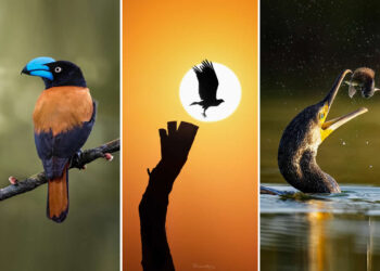 Enchanting Bird Photography by Prathap Menon