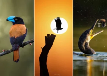 bird photography
