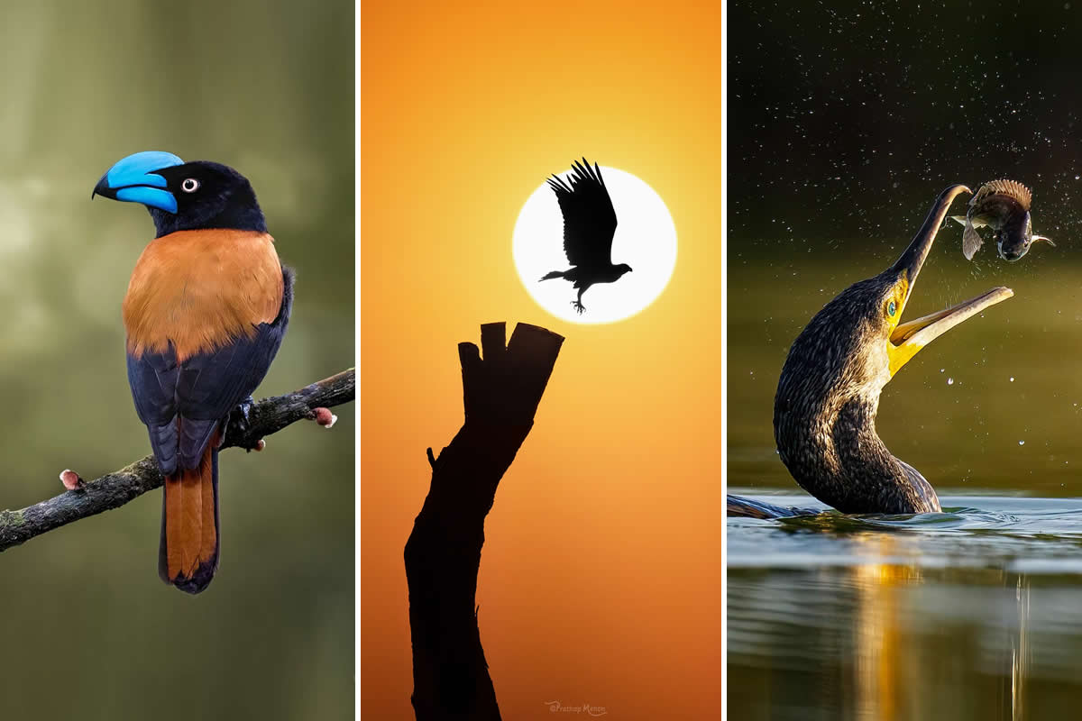 35 Enchanting Bird Photos by Prathap Menon That Celebrate Nature’s Silent Beauty