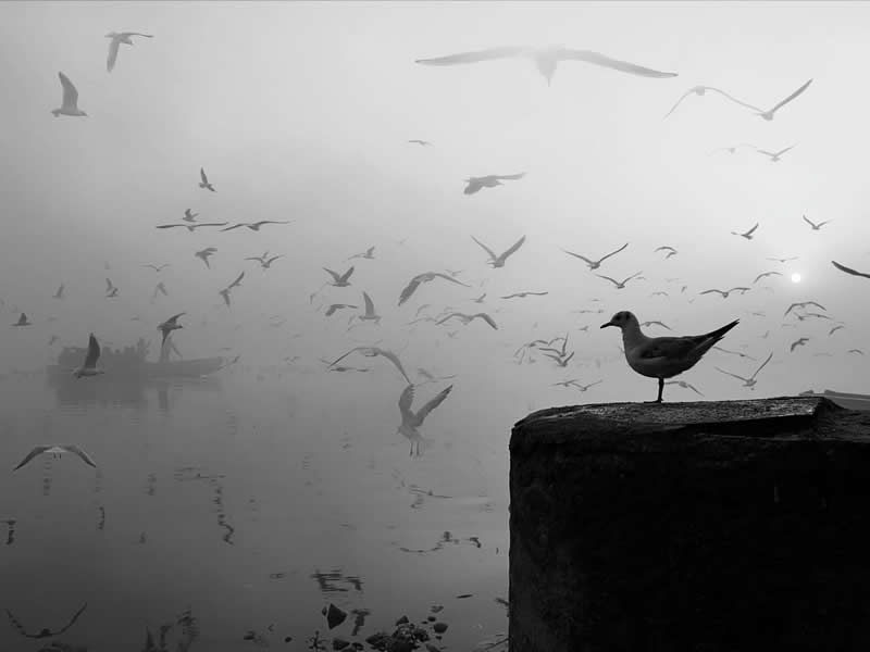 Bird on the Shore - Black and White Street Photography Timing and Composition