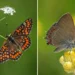 butterfly macro photography teppo salmela