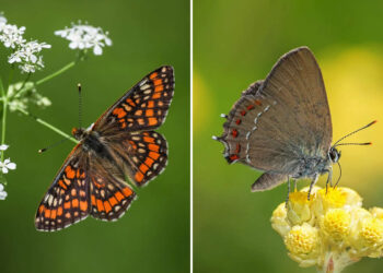 Macro Butterfly Photography by Teppo Salmela