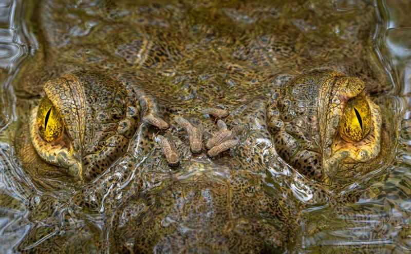 Capturing Ecology Photo Contest 2025 Winners