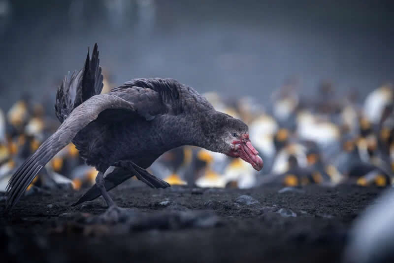 Capturing Ecology Photo Contest 2025 Winners