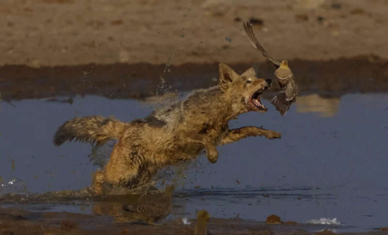 Capturing Ecology Photo Contest 2025 Winners
