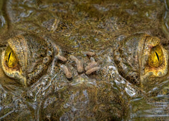 Capturing Ecology Photo Contest 2025 Winners