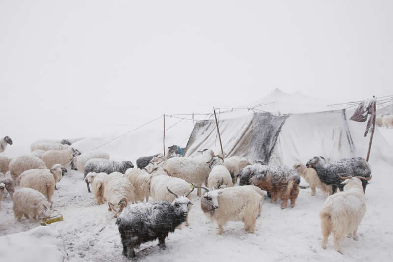 Quiet Beauty of Changpa Nomads Himalayan Life by Cat Vinton