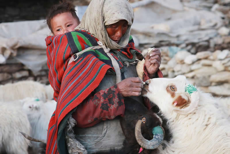 Quiet Beauty of Changpa Nomads Himalayan Life by Cat Vinton