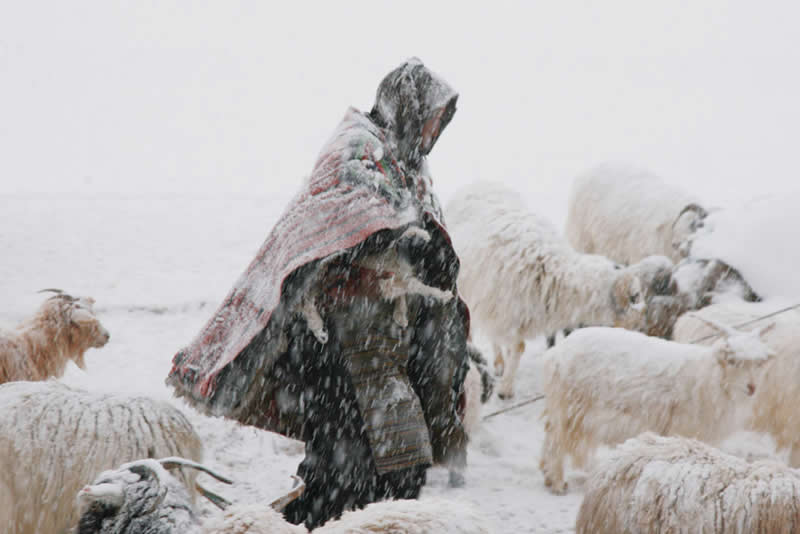 Quiet Beauty of Changpa Nomads Himalayan Life by Cat Vinton