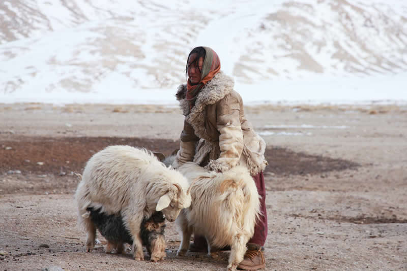 Quiet Beauty of Changpa Nomads Himalayan Life by Cat Vinton