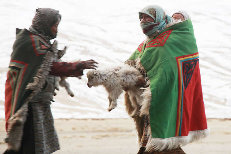 Quiet Beauty of Changpa Nomads Himalayan Life by Cat Vinton
