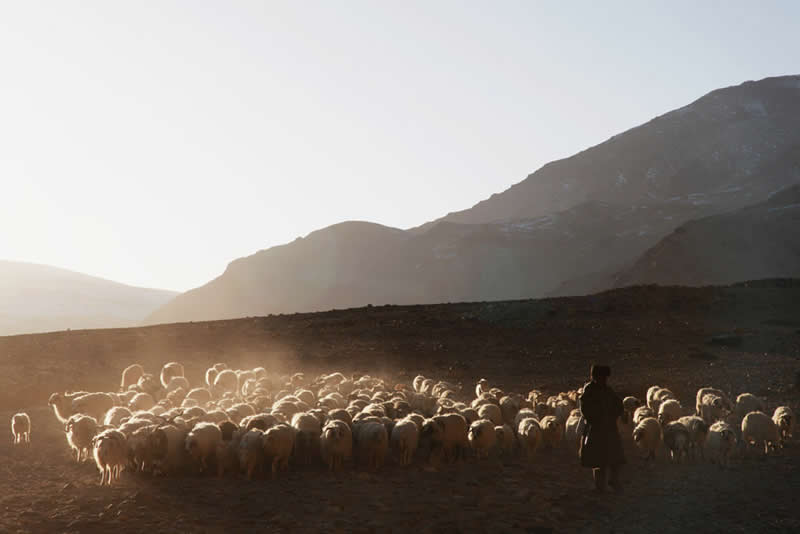 Quiet Beauty of Changpa Nomads Himalayan Life by Cat Vinton