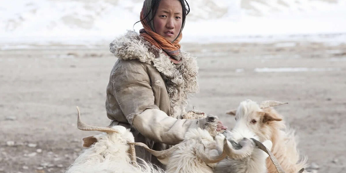 Quiet Beauty of Changpa Nomads Himalayan Life by Cat Vinton