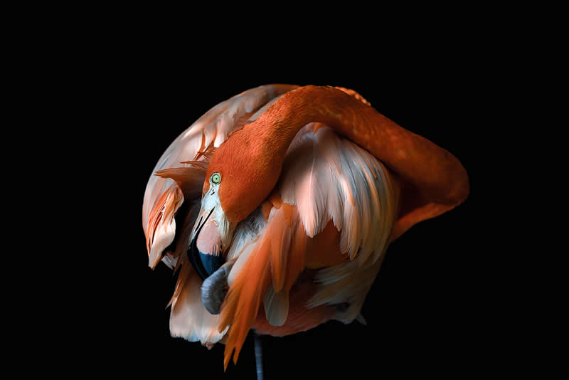 The Flamingo's Toilet by Stefano Petitti Stefano Petitti, Italy - 2025 Chromatic Awards Amateur Wildlife Winners