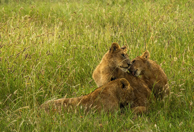 Bathtime by Emma Grace Gullapalli, United States - 2025 Chromatic Awards Amateur Wildlife Winners