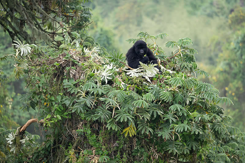Breakfast at the nest by Benoit Rondelet, Belgium - 2025 Chromatic Awards Amateur Wildlife Winners