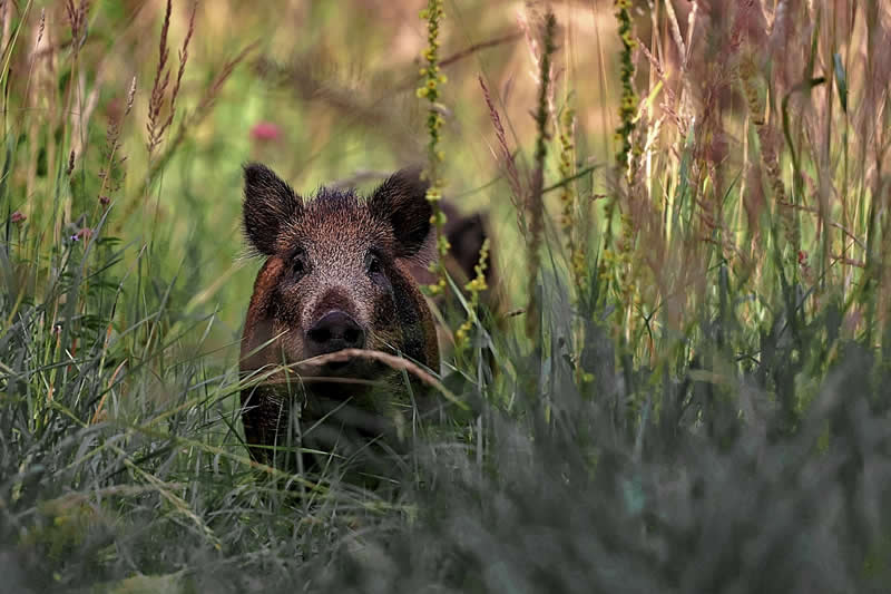 Curious Piglets by Sven Thamm, Germany - 2025 Chromatic Awards Amateur Wildlife Winners