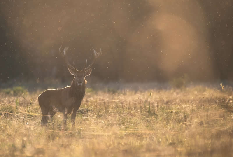 Deer in the meadow by Paweł Horodyski, Poland - 2025 Chromatic Awards Amateur Wildlife Winners