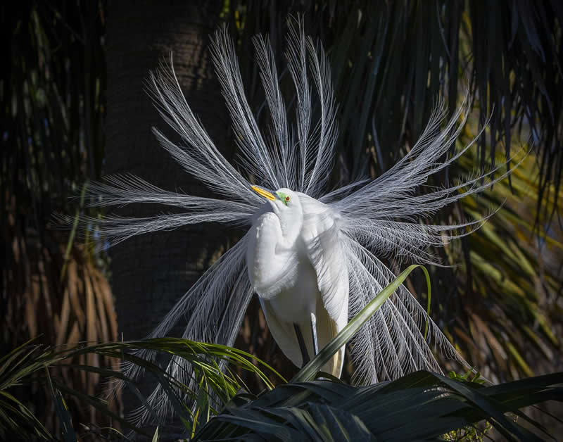Full Display by Caroline Peppiatt, United States - 2025 Chromatic Awards Amateur Wildlife Winners