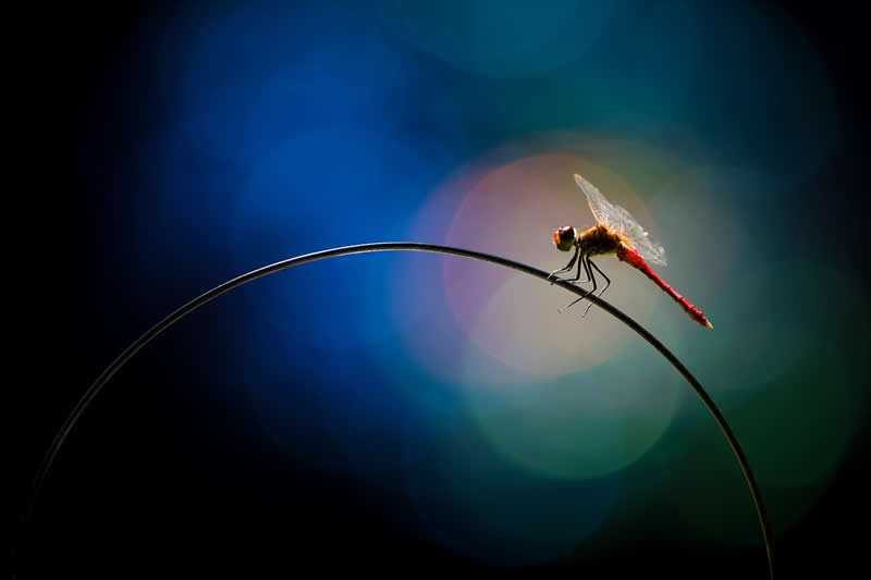 Insect glamour by Martina Petrová, Czech Republic - 2025 Chromatic Awards Amateur Wildlife Winners