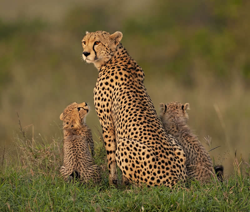 It is up to you by Graeme Guy, Malaysia - 2025 Chromatic Awards Amateur Wildlife Winners