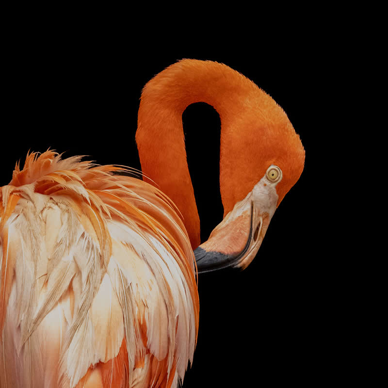 Orange Elegance by Anja Pires, Switzerland - 2025 Chromatic Awards Amateur Wildlife Winners