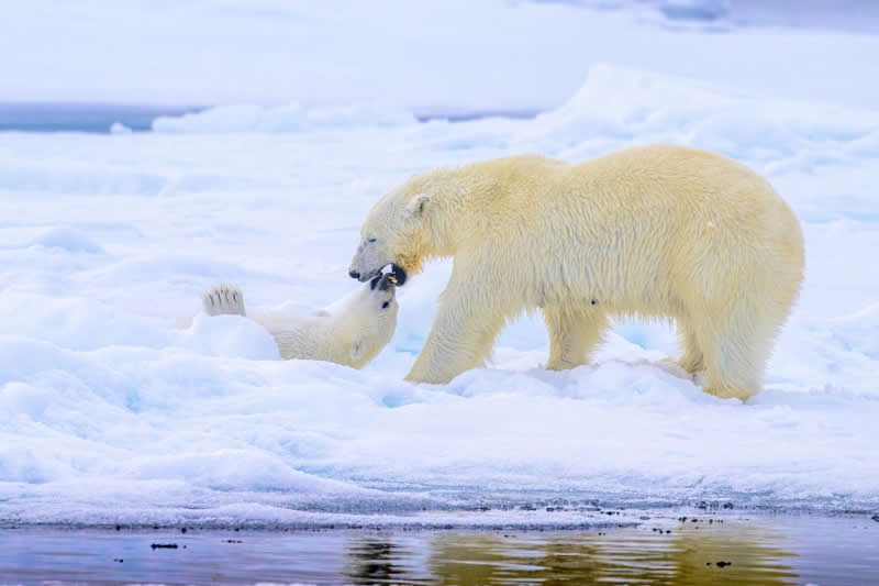 Upside Down Kiss by Somdutt Prasad, India - 2025 Chromatic Awards Amateur Wildlife Winners