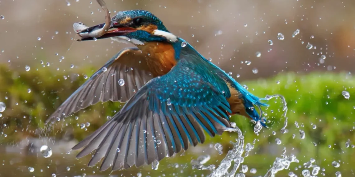 Kingfisher catching fish midair