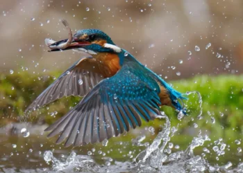 Kingfisher catching fish midair