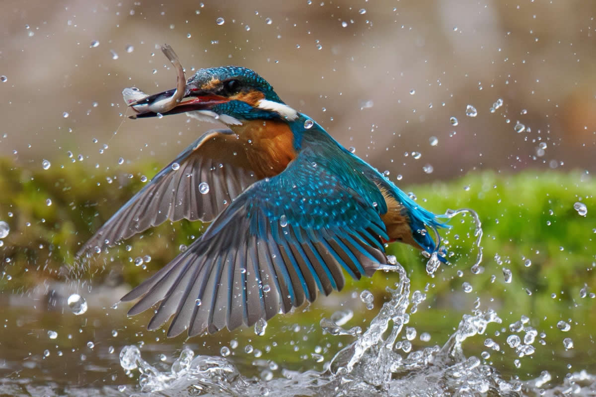 25 Exceptional Wildlife Photos from the 2025 Chromatic Awards That Turn Nature into Art