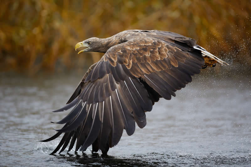 European sea eagle by Arnold448 - Best Photos of 2025 by DP Review Photo Challenge