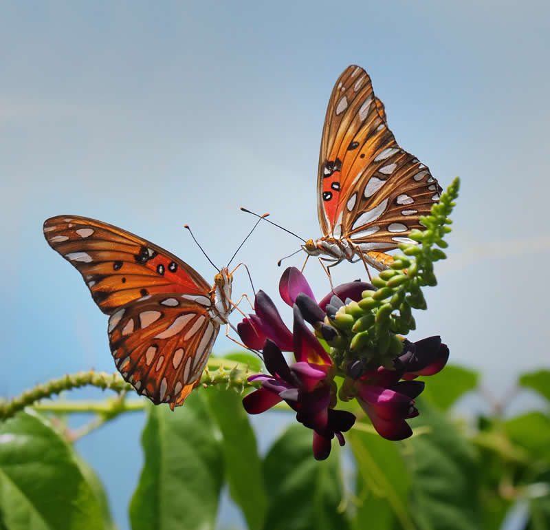Two of a kind by Charles Baxter - Best Photos of 2025 by DP Review Photo Challenge