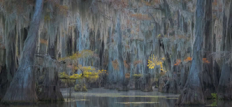 Mystical morning on the bayou by JohnnyBE - Best Photos of 2025 by DP Review Photo Challenge