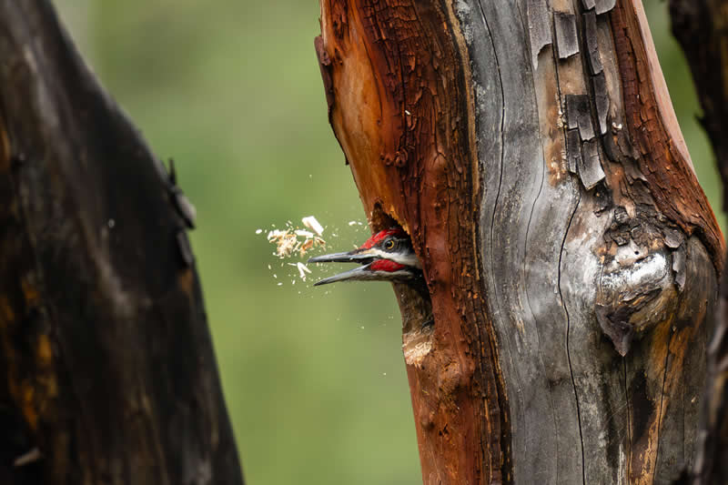 Excavating pileated by The Chad - Best Photos of 2025 by DP Review Photo Challenge